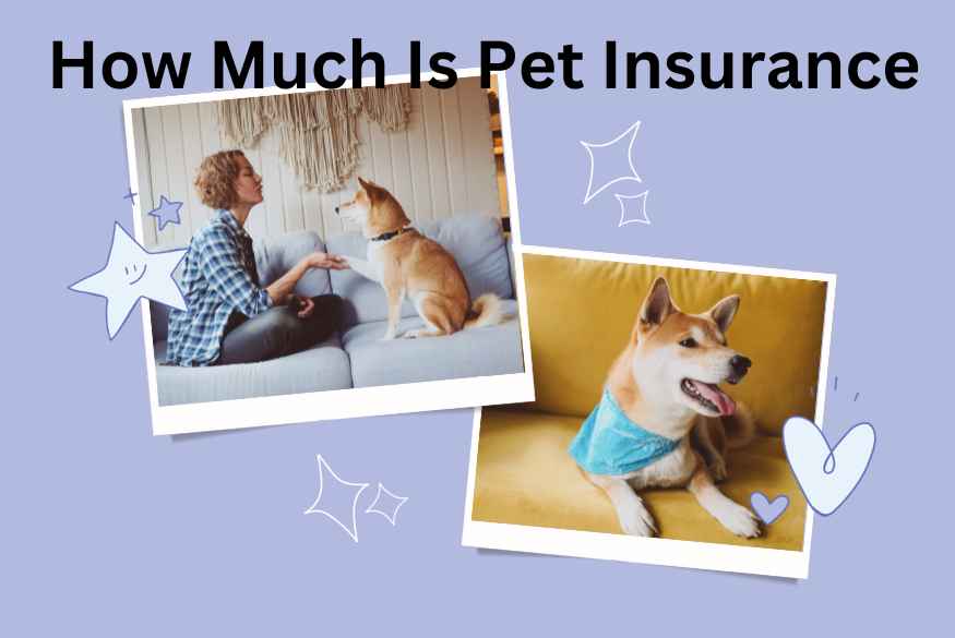 How Much Is Pet Insurance